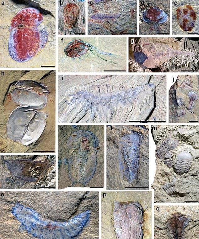 중국 남부 윈난성 쿤밍 인근에서  5억 4100만~4억 8800만 년 전 지구상에 서식했던 곤충과 벌레, 갑각류 등 최소 118종의 화석 2800개 이상이 발견됐다.