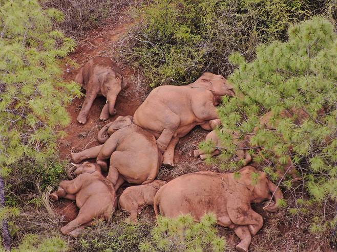 중국 윈난성 일대를 다니고 있는 아시아코끼리 무리가 이동 중 바닥에 누워휴식을 취하고 있다. 지난 4월 보호구역 내 서식지를 떠난 이들의 행보는 전세계적인 관심을 끌고 있다. /AFP 연합뉴스