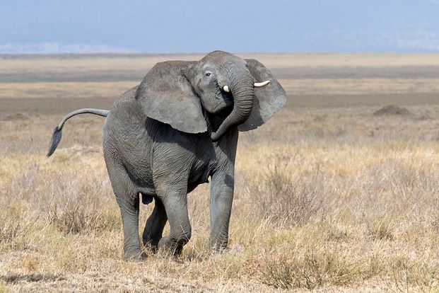 수컷 아프리카코끼리 한마리가 발정기 특유의 으스대는 듯한 걸음걸이로 사바나를 활보하고 있다. /패시네이팅아프리카닷컴·위키피디아