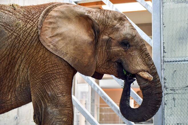 지난 4일 프랑스에서 헝가리의 산투스 자노스 동물원에 새로 이사온 15세 수컷코끼리 '부부'가 새집으로 이동할 준비를 하고 있다. 이 수컷 코끼리는 앞으로 10년정도 지나면 주기적으로 '머스트'에 돌입하게 된다. /AFP 연합뉴스