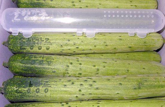 2009년 개발됐던 솔향강릉 오이. 2년 정도 유통되다 판매 중단됐다. 강릉농업기술센터 제공