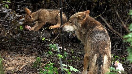 새끼들에게 먹이를 주는 어미 늑대의 모습. 왕준열PD