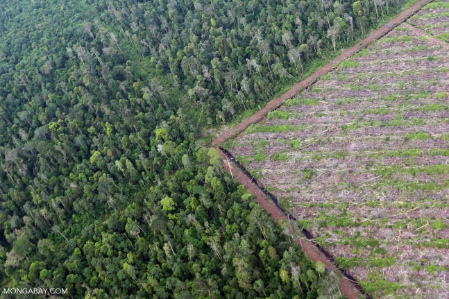 불법 벌목 등으로 초토화되고 있는 열대우림(자료사진)