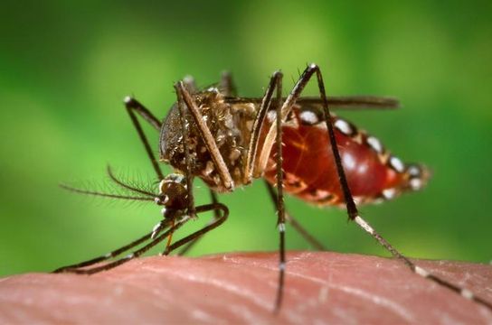 지카(Zika) 바이러스를 매개하는 ‘이집트 숲 모기’