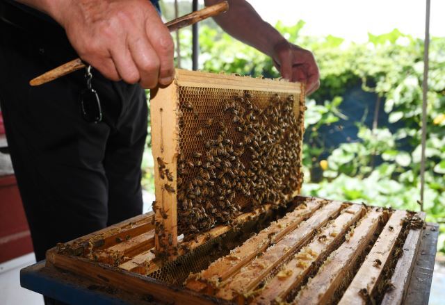 충남 공주시의 한 양봉 농가에서 벌통을 열어 모여있는 벌들을 취재진에 보여주고 있다. 공주=윤성호 기자
