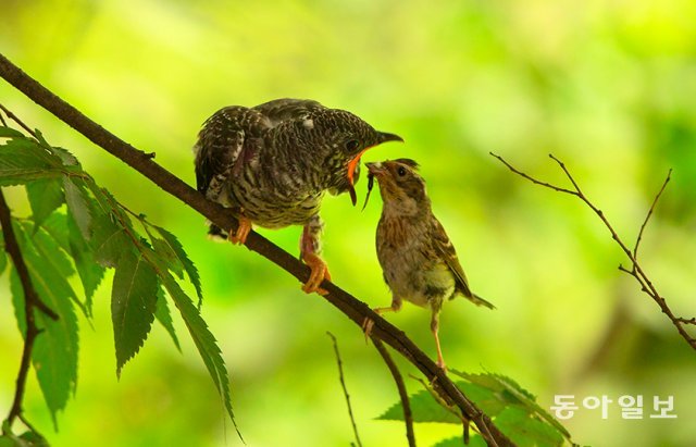 둥지를 떠난 뻐꾸기 새끼 근처 나뭇가지에서 노랑턱멧새 어미로부터 먹이를 받아먹고 있습니다. 경기 광명시, 2016년 6월 30일 촬영. 생태사진가 전창열 씨 제공.
