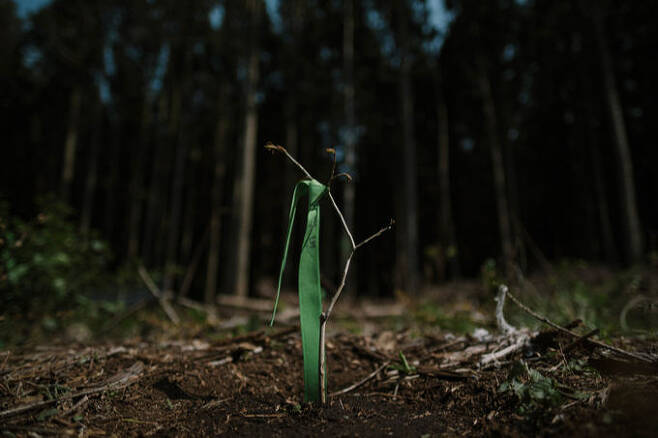 지난 2020년 4월 비자림로 숲이 벌채된 자리에 시민들이 심은 사람주나무 묘목.
