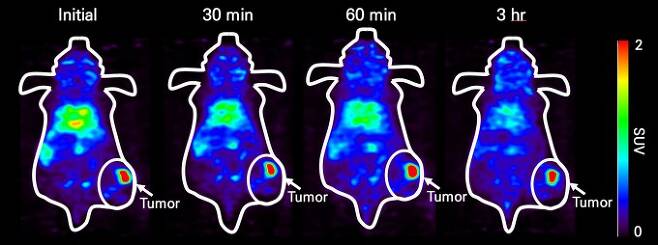 암이 생겨난 쥐에게 지르코늄-89를 주입하면 암의 위치를 정확히 파악할 수 있다. 한국원자력연구원 제공