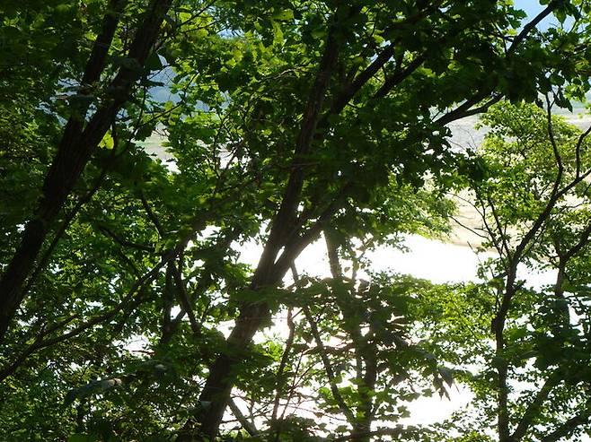 숲 너머로 언뜻언뜻 강이 보이고 물비늘이 나뭇잎 사이로 일렁댄다.