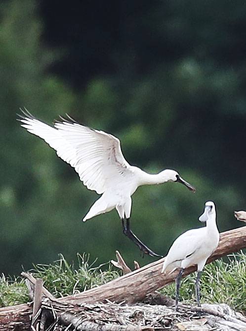 저어새 한마리가 둥지에 내려앉고 있다. 우상조 기자