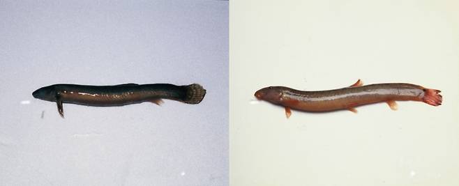 좌:미꾸라지 우:미꾸리(새코미꾸리)/사진=게티이미지뱅크