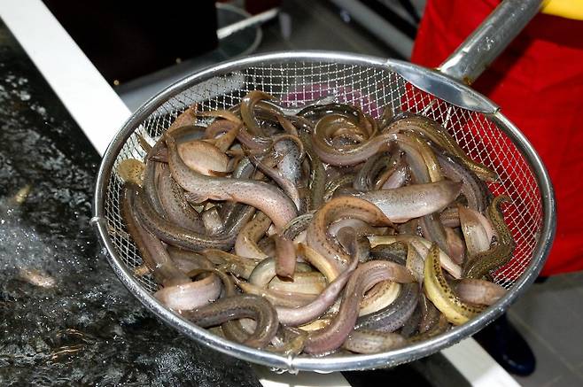 미꾸라지/사진=게티이미지뱅크