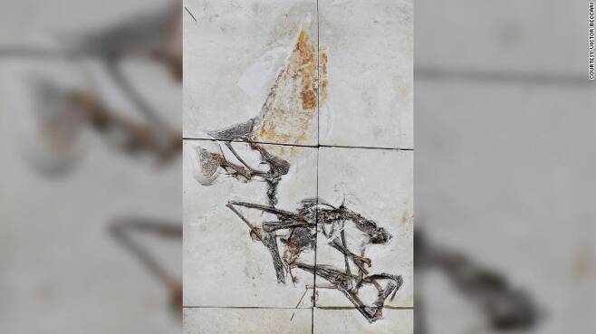 투판닥틸루스 나비간스 익룡 화석의 모습.