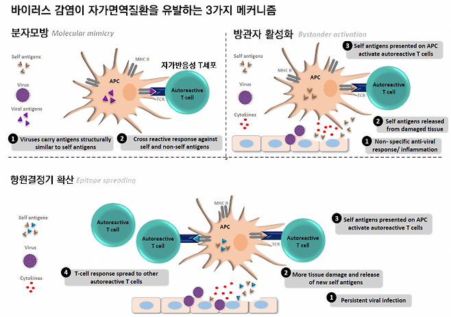 바이러스 감염이 자가면역질환을 유발하는 메커니즘 세 가지가 알려져 있다. 위 왼쪽은 분자모방(molecular mimicry)으로 자가항원(노란색 삼각형)과 구조가 비슷한 항원(보라색 삼각형)을 지닌 바이러스를 항원제시세포(APC)가 먹고 분해해 항원을 내놓는다. 이를 인식한 자가반응성T세포(autoreactive T cell)가 활성화되면서 바이러스뿐 아니라 자가항원을 지닌 세포까지 공격한다. 위 오른쪽은 방관자 활성화(bystander activation)로 바이러스에 대항한 염증반응에서 파괴된 세포에서 나오는 자가항원을 항원제시세포가 먹고 표면에 내보내 방관자인 자가반응성T세포를 깨운다. 아래는 항원결정기 확산(epitope spreading)으로 만성 바이러스 감염에 조직이 손상되면서 다양한 유형의 자가항원이 배출되고 그에 따른 여러 자가반응성T세포가 활성화된다. 바이러스 제공