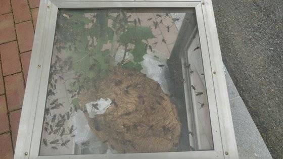 제거한 등검은말벌집. 국립수목원