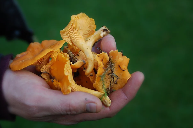 '숲에서 나는 황금'으로 불리우는 칸타렐라 버섯. (사진=위키디피아)