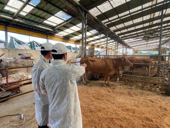 경기도 한우·젖소 경진대회 심사위원들이 농가를 찾아 '개별 현장심사'를 진행하고 있다.  