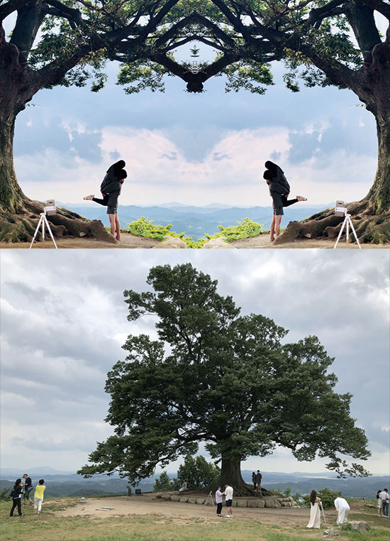느티나무 아래서 사진을 찍고 반전해 합성하면 하트 무늬가 만들어져서 ‘사랑나무’라는 별명이 붙었다, 성흥산성 높은 곳에 있는 400년 수령의 느티나무