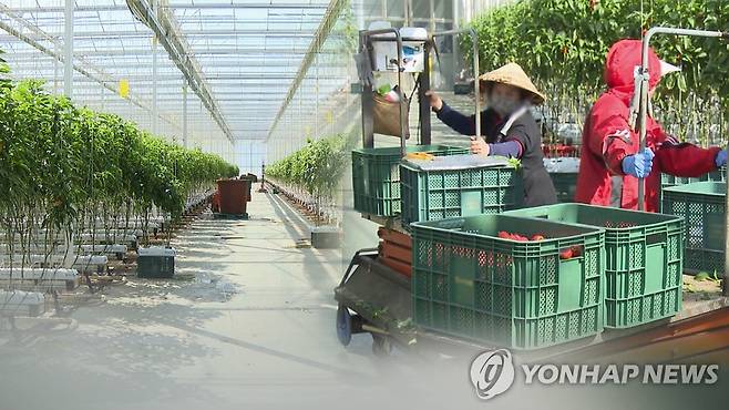 외국인 근로자 입국 지연…농촌 일손 부족 '비상'(CG) [연합뉴스TV 제공]