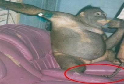 2003년 구조 당시 쇠사슬에 묶여 있는 포니의 모습 (사진=보르네오 오랑우탄 생존 재단)