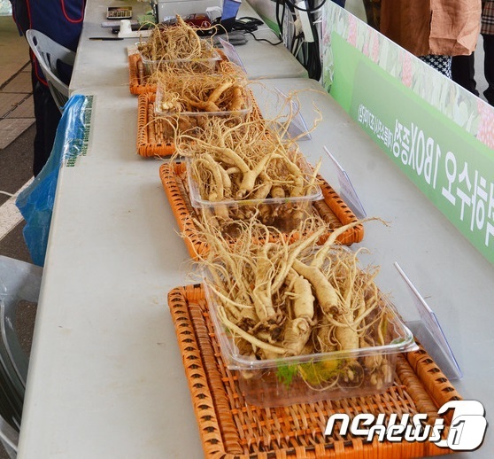 강원 홍천 인삼(자료사진)© 뉴스1 DB