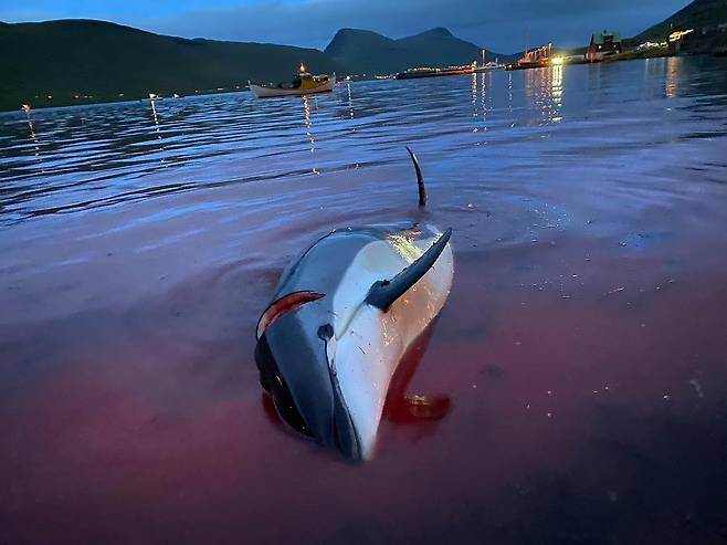 주민들이 사냥한 흰줄무늬돌고래 사체가 지난 12일 북대서양 페로제도의 해안에 널려 있다. AP=연합뉴스