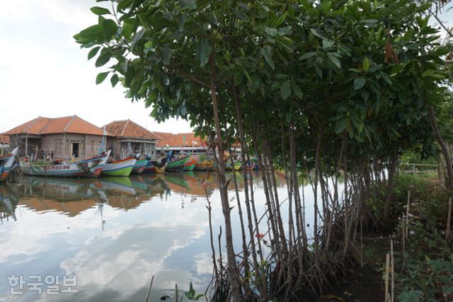 인도네시아 서부자바주 치르본의 팡아렝안 마을에 늘어선 어선과 5년 전 심은 맹그로브. 치르본=고찬유 특파원