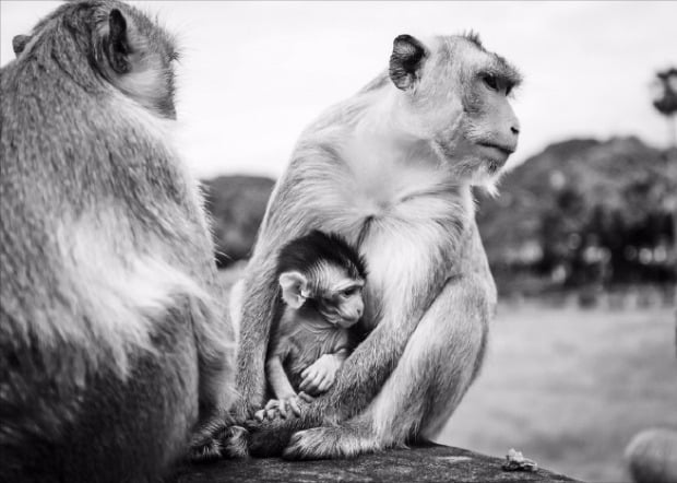 원숭이(사진은 기사와 무관) / 사진 = GettyImagesBank