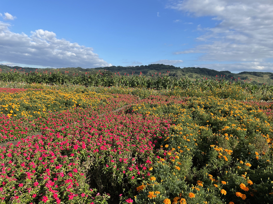 The newly opened Daepssari Park in Yeoncheon County, is home to many different colorful flowers. [LEE SUN-MIN]