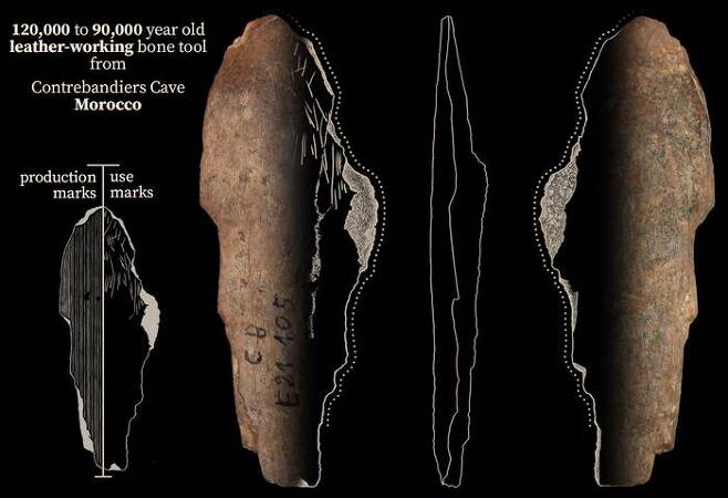 콩트르방디에 동굴서 발굴된 가죽 다듬는데 사용된 뼈 도구. [Jacopo Niccolo Cerasoni 제공/ 재판매 및 DB 금지]