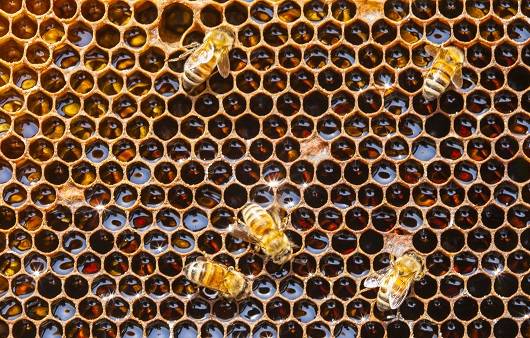 벌 쏘임 예방을 위해 흰색 계열의 긴 옷을 입어야 하며, 벌집 접촉 시 머리 부위를 감싼 채 20m 이상 빠르게 이탈해야 한다.