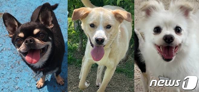 경기도도우미견나눔센터에서 보호 중인 강아지들. 왼쪽부터 토비, 푸, 유희 (도우미견나눔센터 제공) © 뉴스1