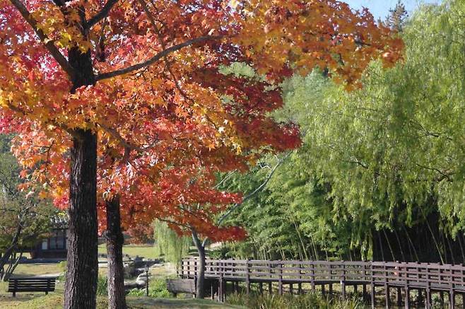 죽녹원 홈페이지