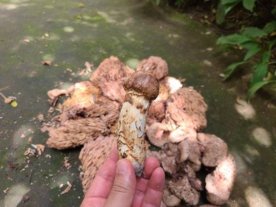 지난 16일 강원 춘천시 사북면 용화산에서 7시간 동안 채취한 송이와 능이, 참싸리 버섯. 박진호 기자