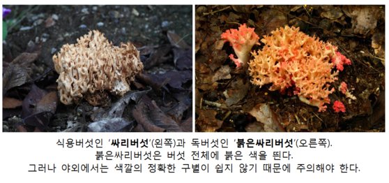 식용버섯과 독버섯 비교. 국립수목원