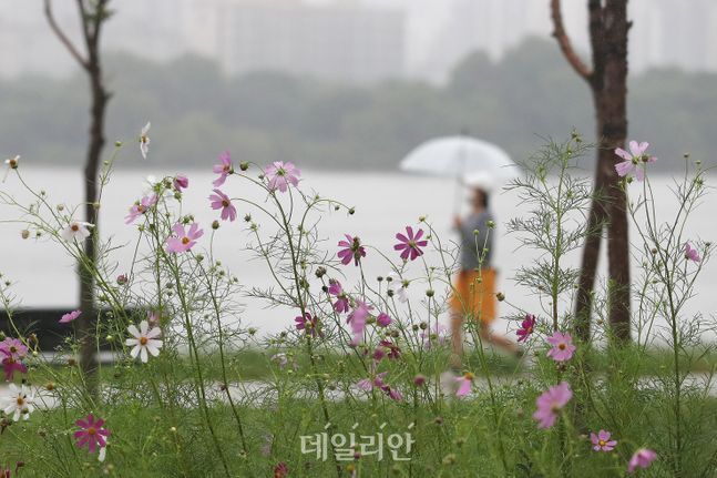 서울 여의도 한강공원에 핀 코스모스 넘어 우산을 쓴 시민들이 발걸음을 재촉하고 있다. ⓒ데일리안 류영주 기자