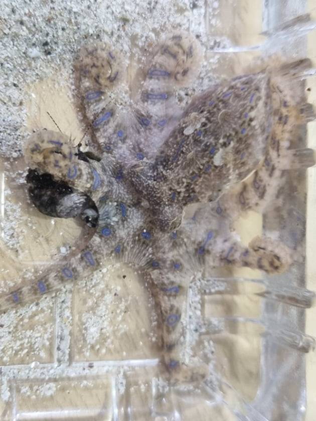 파란고리문어/사진=제주해양경찰서 제공