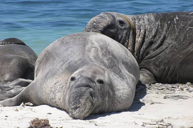 번식철 살벌한 세력다툼과 뒤쫓고 피하는 추격전이 전개되는 와중에 코끼리물범이 모처럼 모래사장에서 휴식을 취하고 있다. /미 해양대기청(NOAA) 홈페이지