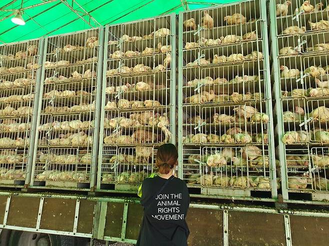 2019년 8월 충주시 도살장 앞 어린 새들을 실은 트럭. 수천 명의 닭들은 좁은 철창에 처박혀 온몸에 똥을 뒤집어 쓰고 있었다. 디엑스이 제공