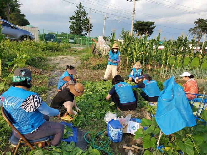 탈북민 봉사단체 ‘드림봉사단’ 단원들이 ‘한반도어울림농장’에서 재배한 깻잎을 이웃에게 선물하기 위해 다듬고 있다.드림봉사단 제공