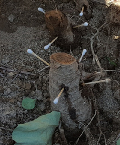 칡 등 덩굴식물을 고사시키기 위해 약을 처리한 면봉을 줄기를 자른 뿌리에 꽂아놓고 있다. 산림청 제공