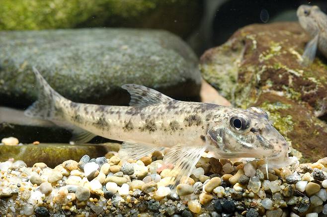 모래무지는 한국, 중국, 일본의 하천에 모두 산다. 고황하로 이동한 결과이다. 위키미디어 코먼스 제공.