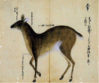 18세기 일본은 한반도에 서식하는 동·식물의 그림을 세밀하게 그려 남겼다. 조선 인삼을 구하려는 목적에서다. 역사학자 다시로 가즈이가 쓴 『에도시대 조선약재 조사의 연구』에서 인용했다.