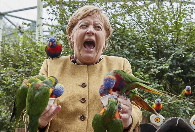 앙겔라 메르켈 독일 총리가 23일(현지시간) 독일 마를로브의 마를로브 새 공원을 방문해 호주산 잉꼬들에게 먹이를 주고 있다 .AP=연합뉴스