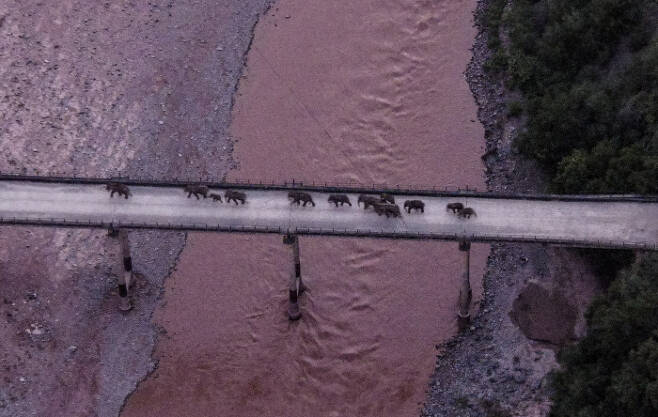 지난달 8일 촬영된 위안장 강을 건너는 코끼리들 | 신화연합뉴스