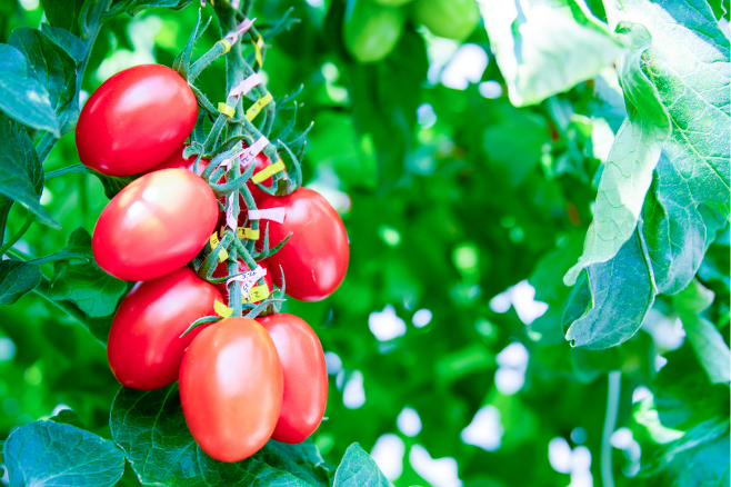 일본 사나텍 시드 연구진은 크리스퍼 유전자 가위로 토마토의 유전자를 교정해 수면 촉진과 불안 감소 효과를 내는 물질이 5배나 많이 나오게 했다./사나텍 시드