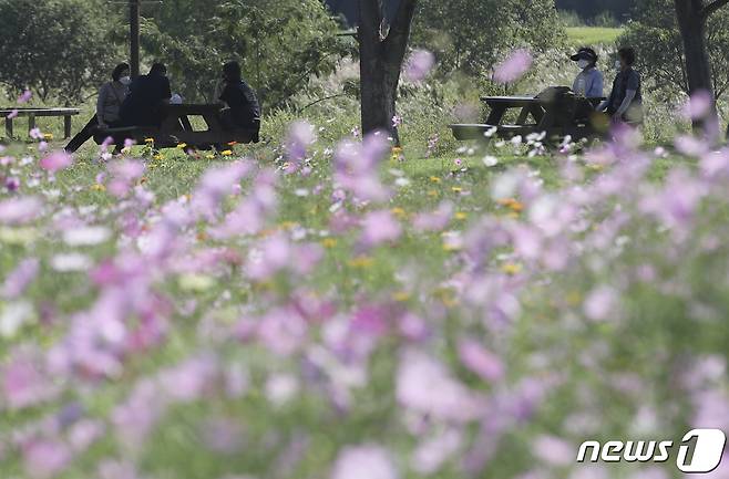 지난 22일 울산 태화강 국가정원을 찾은 시민들이 활짝 핀 코스모스 뒤로 휴식을 취하고 있다. 2021.9.22/뉴스1 © News1 윤일지 기자
