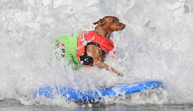 25일 미국 캘리포니아 헌팅턴 비치에서 열린 '서프 시티 서프 도그(Surf City Surf Dog)’ 대회에 참가한 강아지가 파도를 타고 있다. AFP=연합뉴스