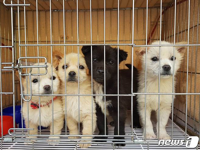 용인시 동물보호센터에서 구조한 강아지들. (용인시 제공) © News1 김평석 기자