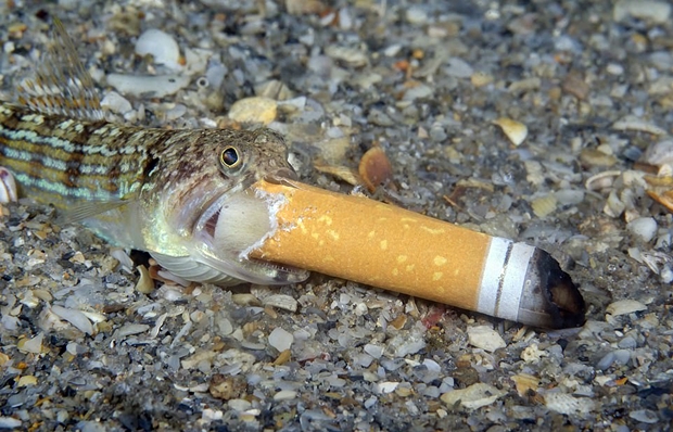 캐나다 출신 스티븐 코박스의 작품 역시 바다 쓰레기 문제에 경종을 울렸다. 작가는 미국 플로리다주 해안에서 담배꽁초를 집어삼키는 매퉁이 한 마리를 촬영했다고 밝혔다.